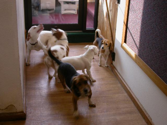 Boarding and Staff Dogs